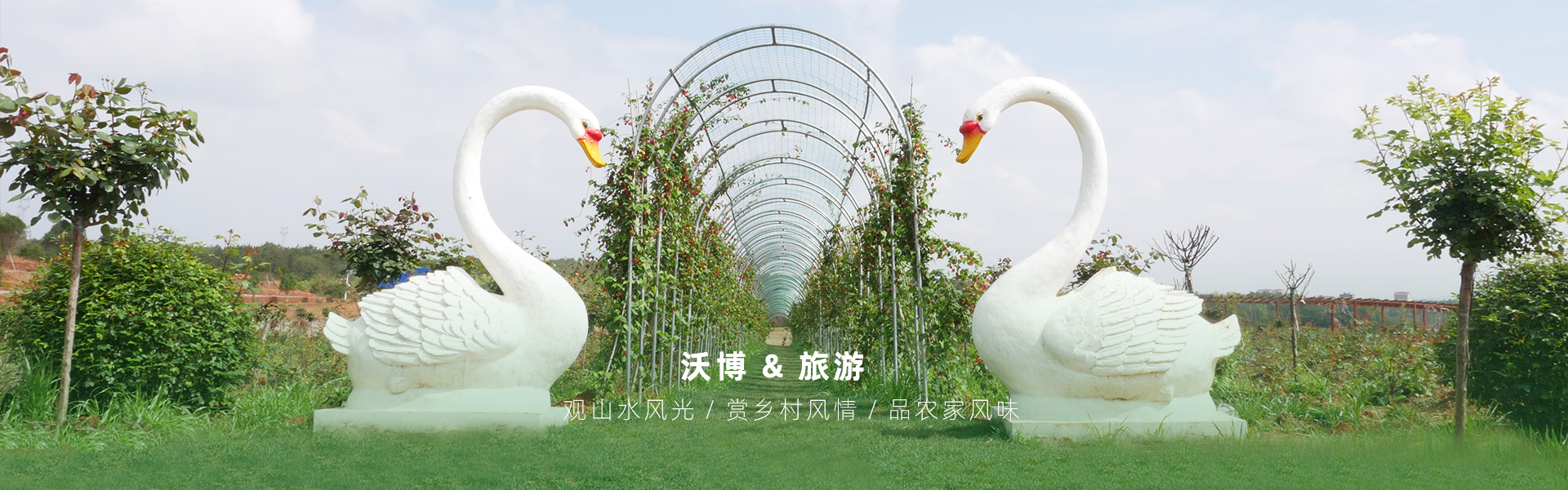 鮮果采摘都有江西沃博吳茱萸、江西沃博花海、江西沃博蔓荊子、江西沃博金銀花等品種，同時(shí)也是一家江西婚紗攝影旅拍基地和江西花海打卡基地，可以提供紫薇花花海造型服務(wù)，花花世界看沃博花海，相信我們這里不會(huì)讓大家失望的